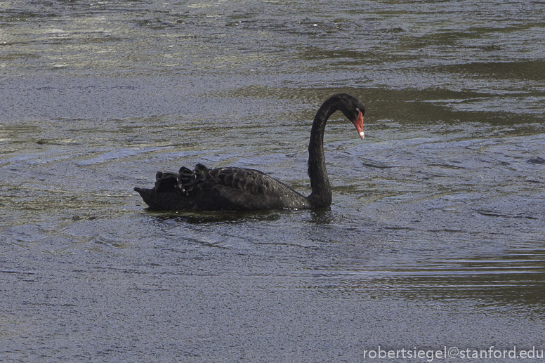 black swan